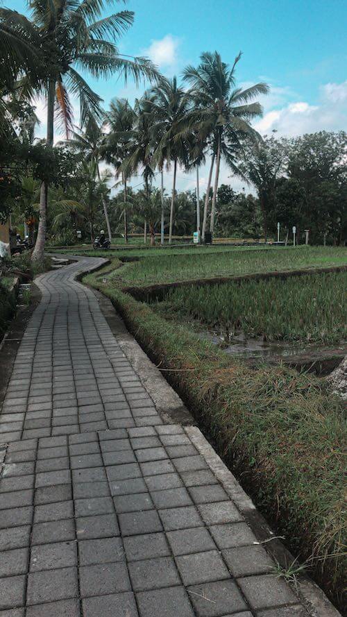 solo vacation - walk along path to hostel in ubud in rice fields