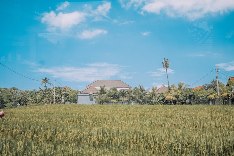 rice fields in canggu in bali 