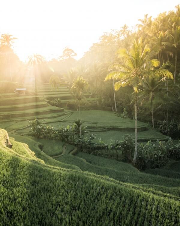 travel to bali - green rice fields in the morning 